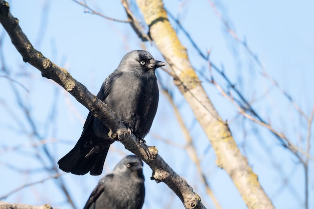 Grajilla occidental en el árbol