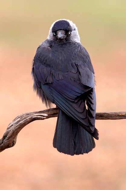 Grajilla occidental, cuervo, cuervo, córvidos, pájaros, Corvus monedula