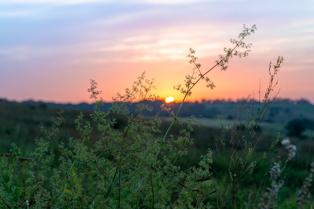 Grama alta em um prado verde. noite quente de verão com um prado brilhante ao pôr do sol.