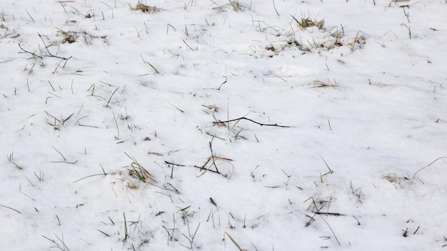 Grama amarela do outono sob a primeira neve