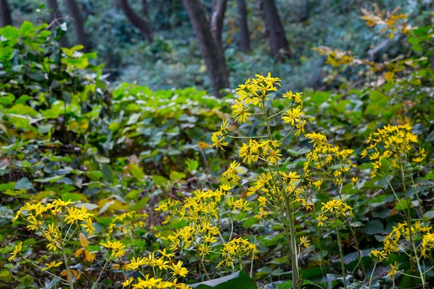 Grama amarela na floresta