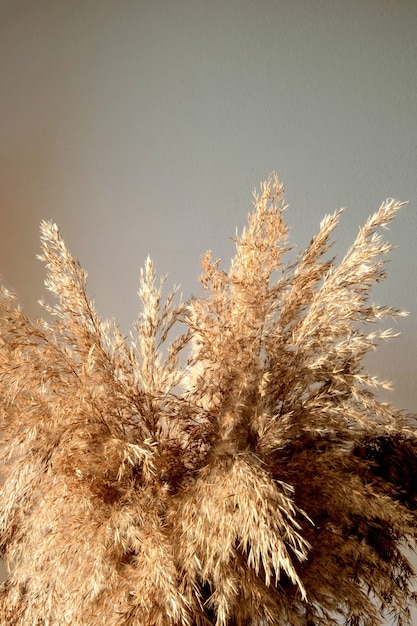 Grama bege dourada dos pampas fica em um vaso de vidro