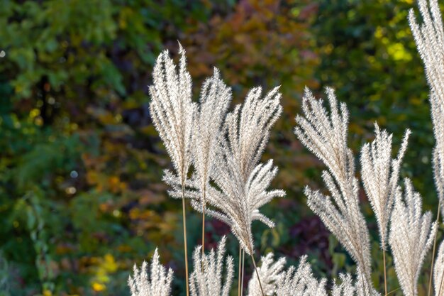 Grama branca de pampas no jardim botânico de outono espikelets de aortaderia selloana crescendo no parque