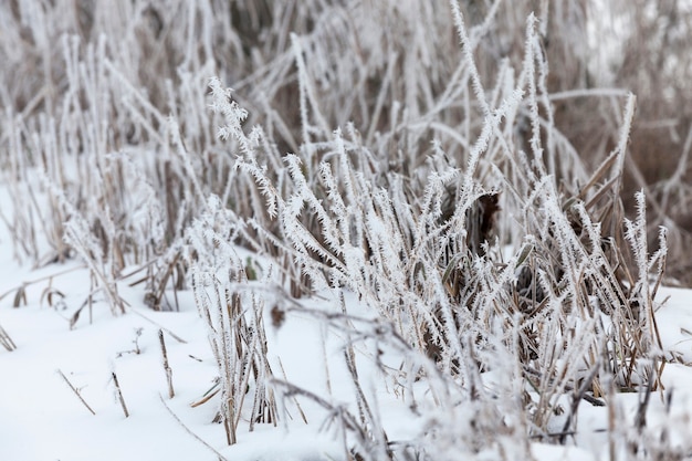 Grama coberta de geada e neve no inverno