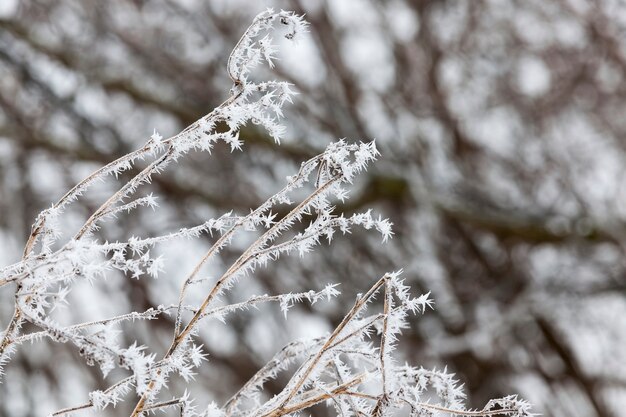 Grama coberta de geada e neve no inverno