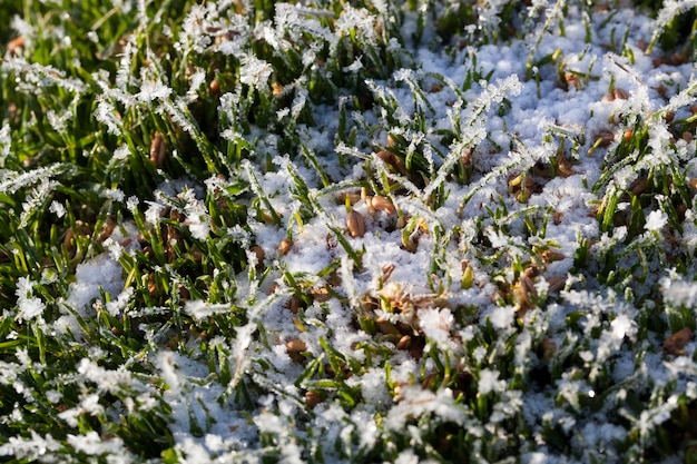 Grama coberta de geada fria branca na temporada de inverno