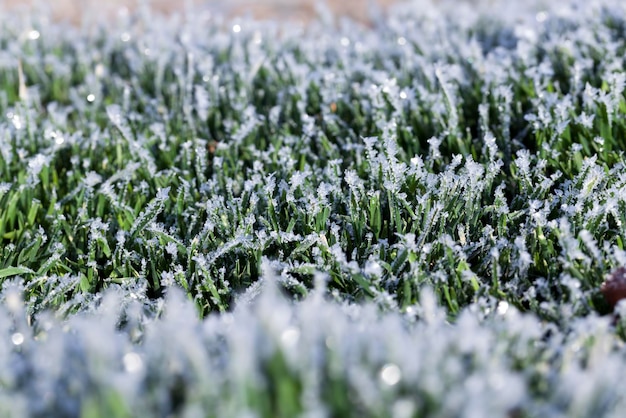 Foto grama coberta de geada fria branca na temporada de inverno