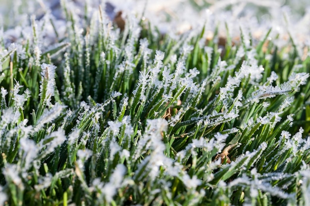 Grama coberta de gelo e geada na temporada de inverno A grama congela com pedaços de neve e gelo no campo na temporada de inverno