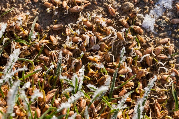 Grama coberta de gelo e geada na temporada de inverno