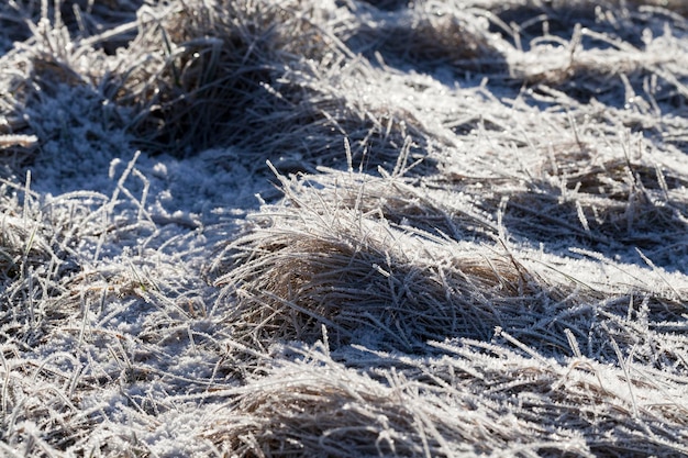 Grama coberta de gelo e geada na temporada de inverno