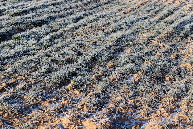 Grama coberta de gelo e geada na temporada de inverno