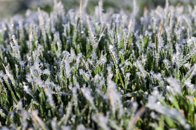 Grama coberta de gelo e geada na temporada de inverno