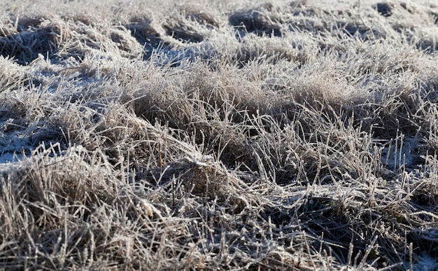 Grama coberta de gelo e geada na temporada de inverno