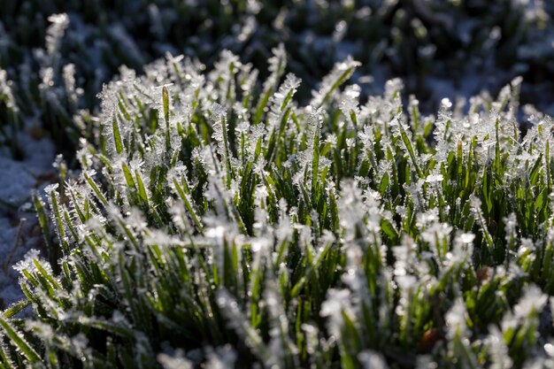 Grama coberta de gelo e geada na temporada de inverno