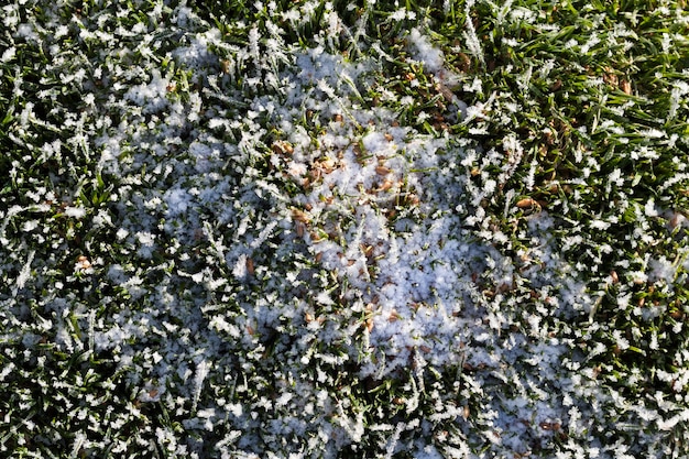 Grama coberta de gelo e geada na temporada de inverno