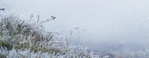 Grama coberta de neve e plantas murchas em um fundo desfocado durante uma nevasca. Plano de fundo Natal e Ano Novo com espaço de cópia