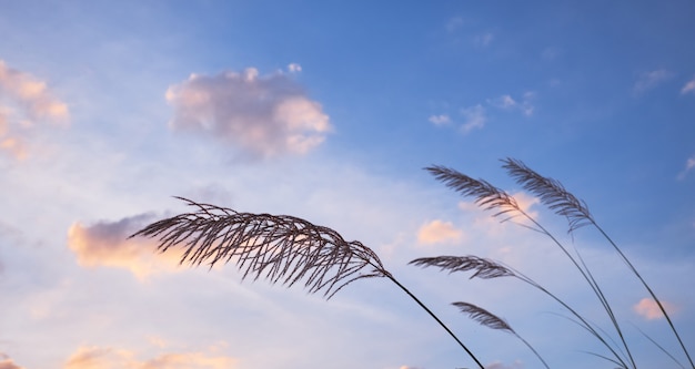 Grama, com, céu nublado, em, dia ventoso