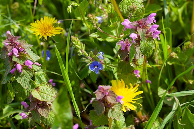 Grama com flores e outras plantas no verão