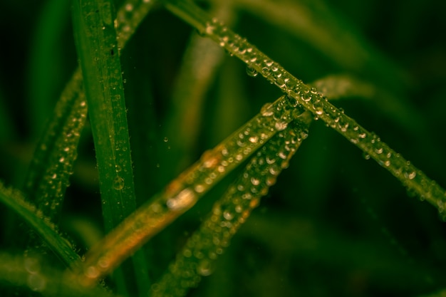 Foto grama com gotas de água