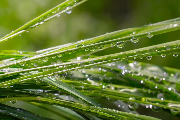 Grama com pingos de chuva, verão na natureza