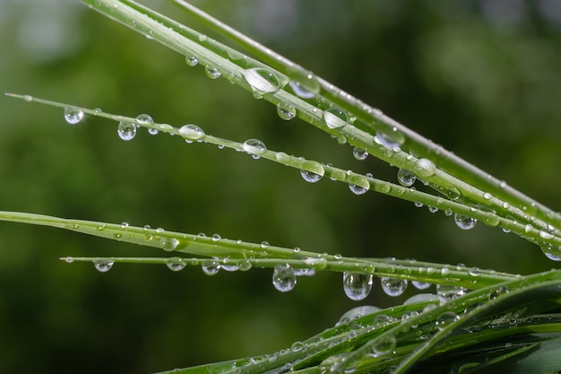 Grama com pingos de chuva, verão na natureza