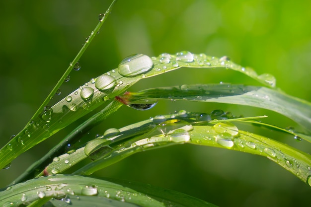 Grama com pingos de chuva, verão na natureza