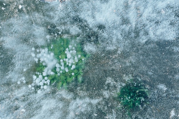 Grama congelada e seca na neve de perto