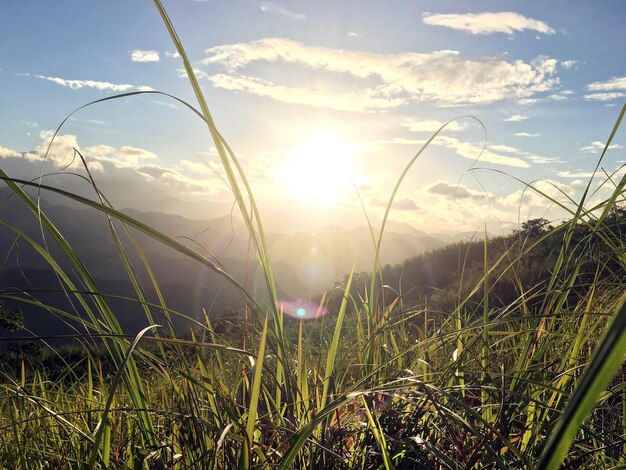 Foto grama crescendo no campo contra o céu durante o pôr do sol