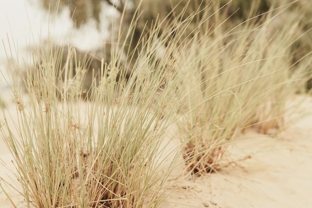 Grama crescendo selvagem na vegetação do deserto arenoso