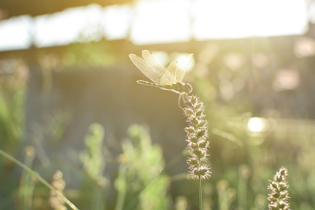 Grama da libélula e da flor com sol da noite.