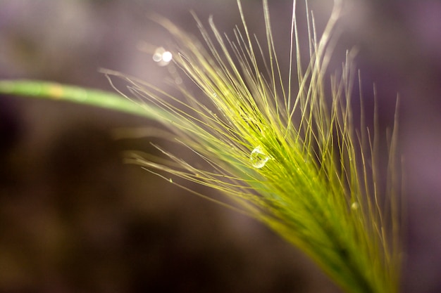 Grama da pena na obscuridade com uma gota da água.