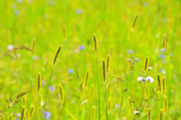 grama da primavera