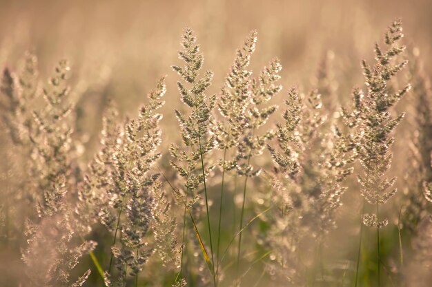 Grama de campo e flores em contraluz. Natureza e botânica floral