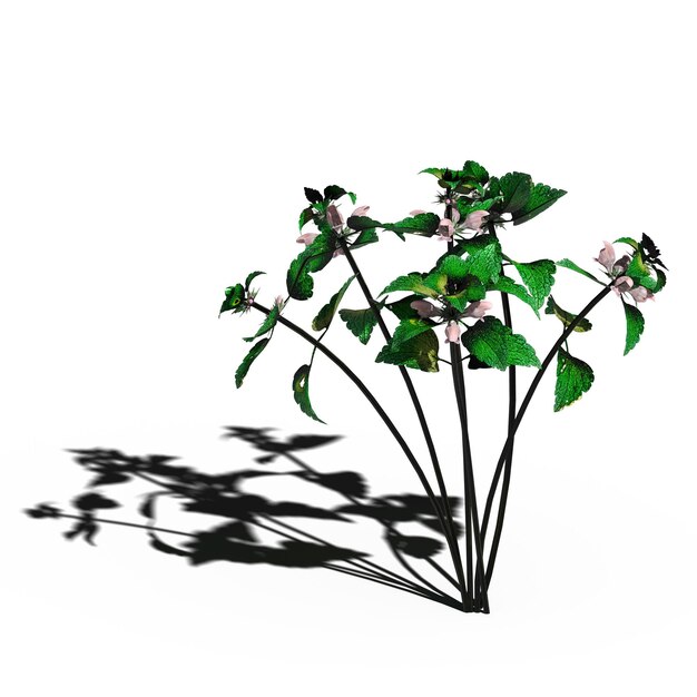 grama de campo selvagem com uma sombra sob ela, isolada no fundo branco, ilustração 3D, cg render