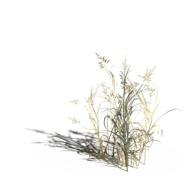 grama de campo selvagem com uma sombra sob ela, isolada no fundo branco, ilustração 3D, cg render