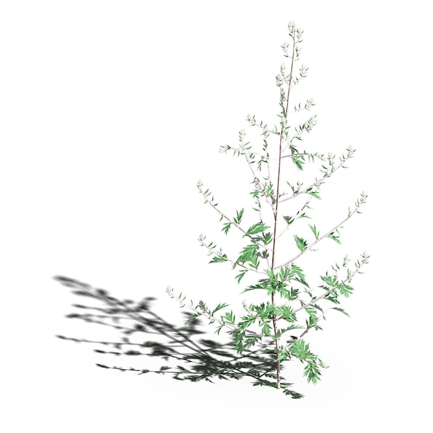 grama de campo selvagem com uma sombra sob ela, isolada no fundo branco, ilustração 3D, cg render