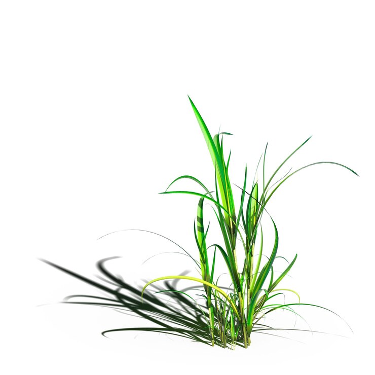 Foto grama de campo selvagem com uma sombra sob ela, isolada no fundo branco, ilustração 3d, cg render