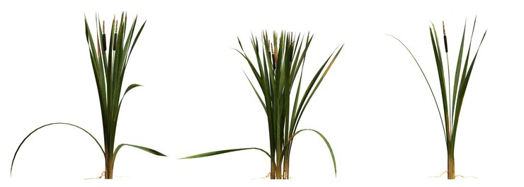 Foto grama de campo selvagem com uma sombra sob ela, isolada no fundo branco, ilustração 3d, cg render