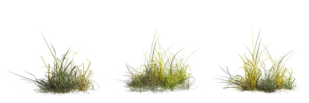 grama de campo selvagem, isolada no fundo branco, ilustração 3D, cg render