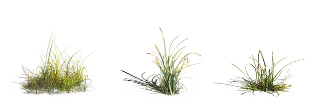 grama de campo selvagem, isolada no fundo branco, ilustração 3D, cg render