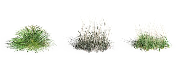 grama de campo selvagem, isolada no fundo branco, ilustração 3D, cg render
