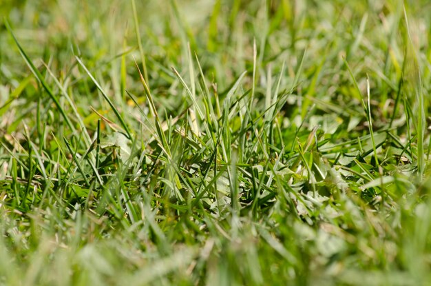 grama de close-up grama verde no jardim e parque ao ar livre