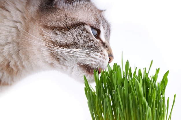 Foto grama de estimação ou grama de gato. gato doméstico come grama verde no branco