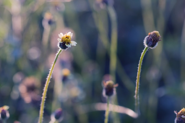 Grama de flores coloridas feita com gradiente de fundo