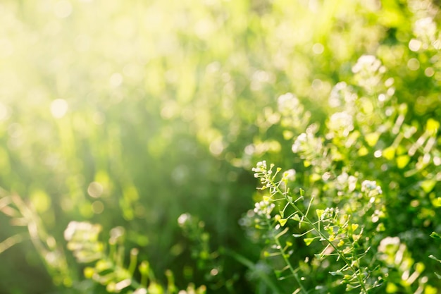 Grama de fundo de verão ao pôr do sol retroiluminado com foco seletivo de imagem desfocada bokeh natural