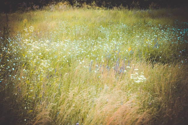 Grama de fundo e flores em flor em um campo, filtro