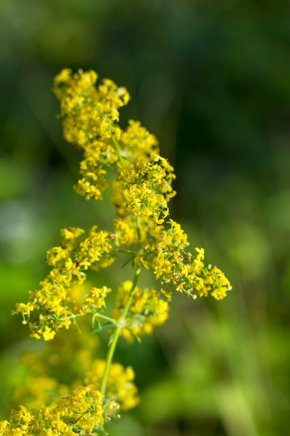 Grama de mel amarela tenra Bedstraw, Galium verum.