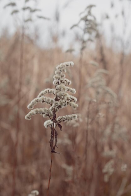 Grama de Pampas Reed Fundo natural abstrato