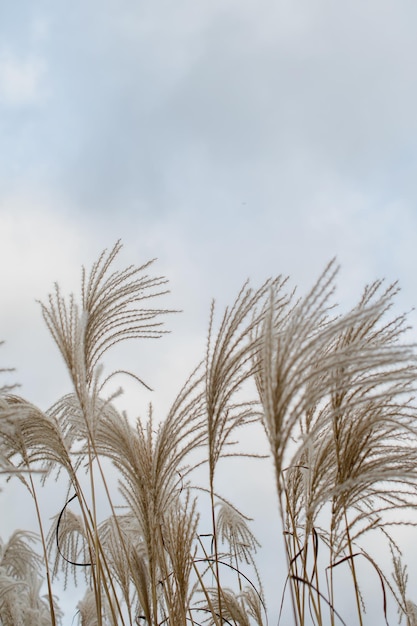 Grama de Pampas Reed Fundo natural abstrato