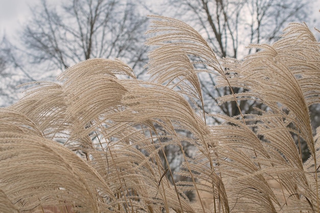 Grama de Pampas Reed Fundo natural abstrato